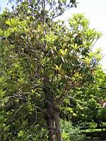 Rhododendron arborescent - Rhododendron arboreum (01) (Photo F. Mrugala)